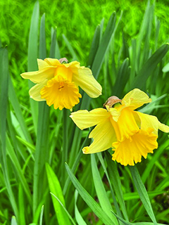 flower etc slavnik daffodil