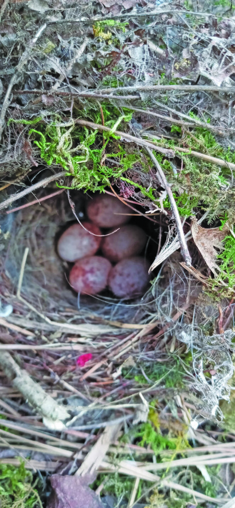 flower hudgins Bird nest in flower pot