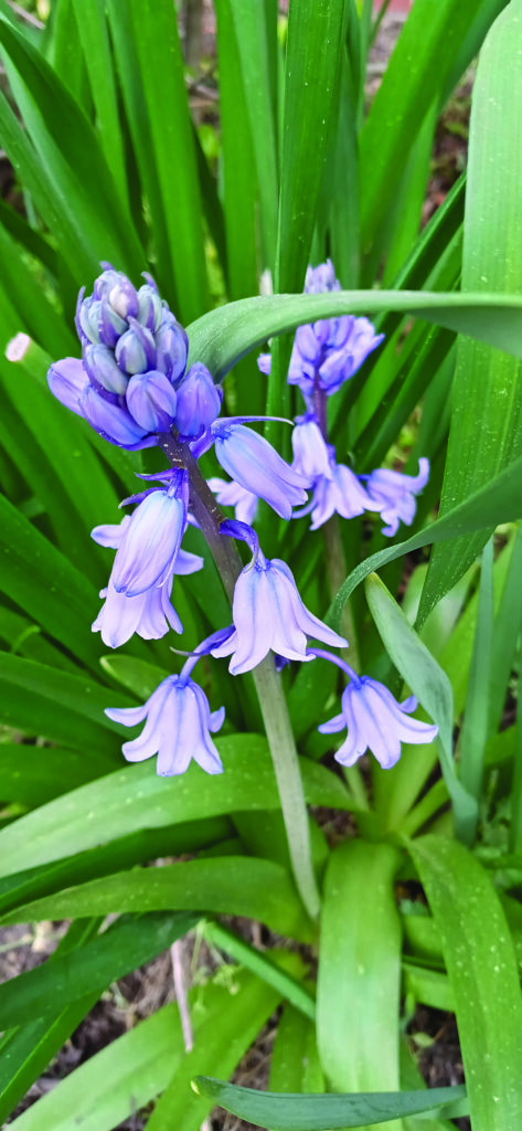 flower hudgins Blue Grape Hyacinth