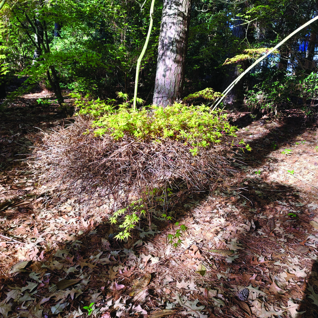 flower lawson witch's broom japanese maple