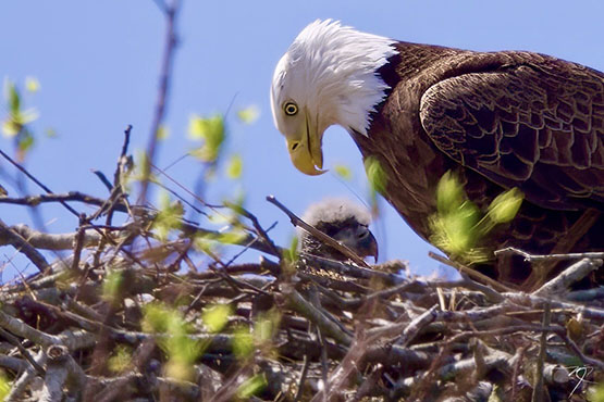 neighbors eagle