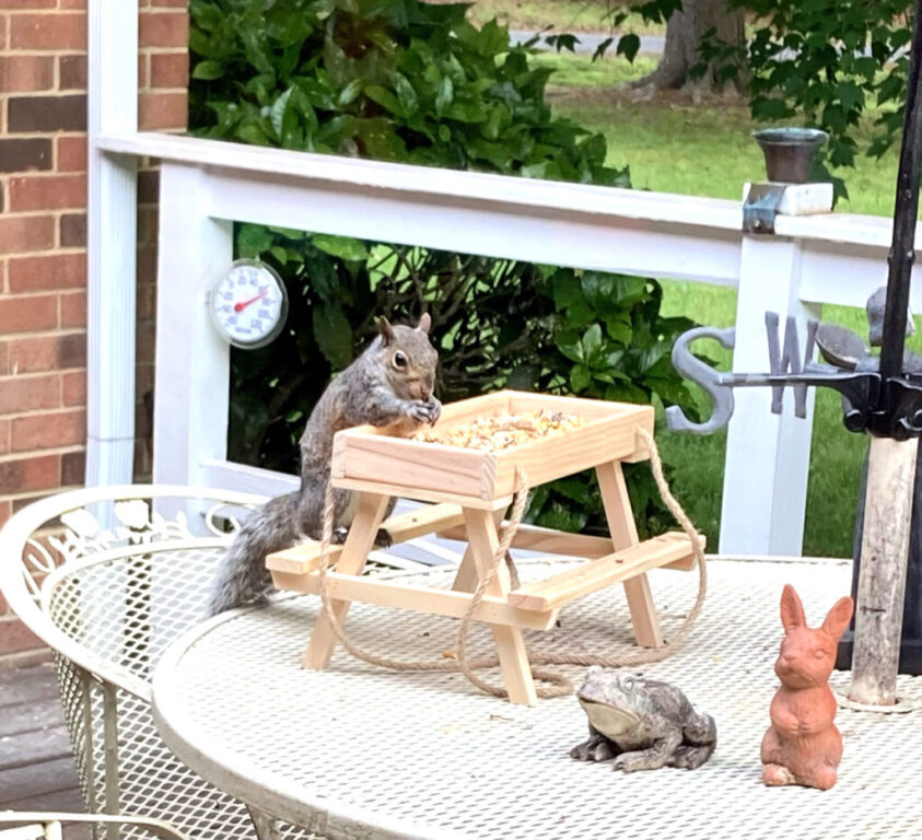 1a squirrel