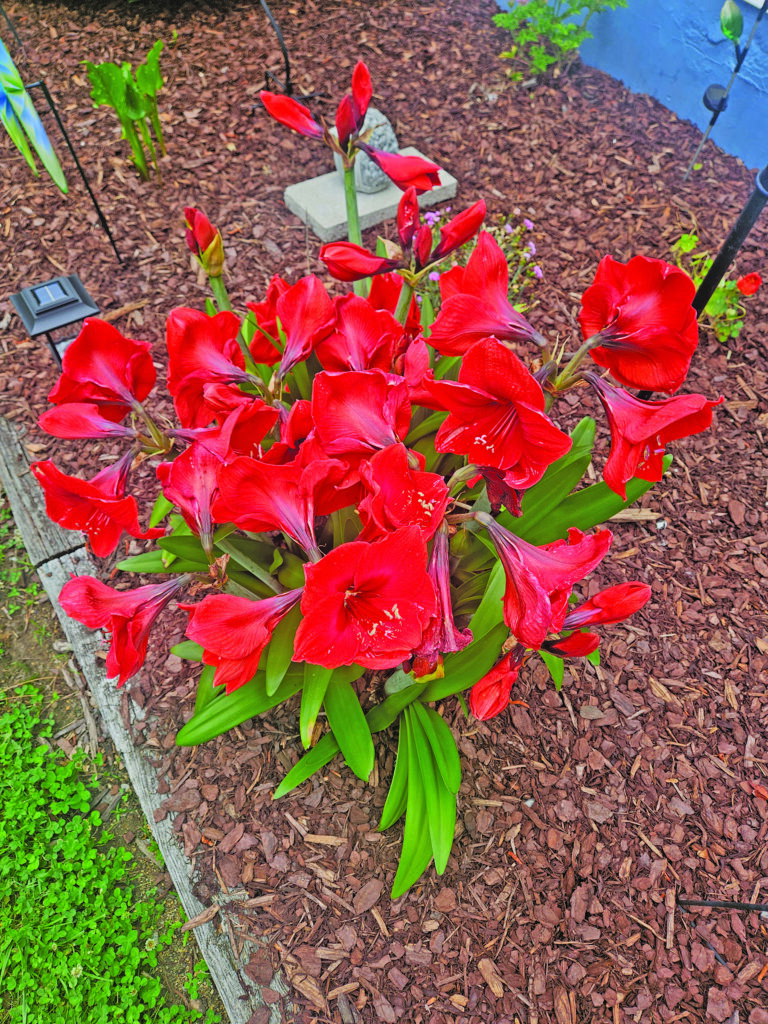 flower bennett