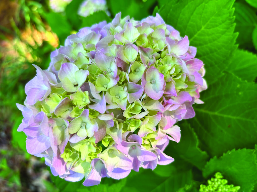 flower burroughs 5