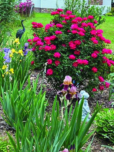 flower dalgety 2