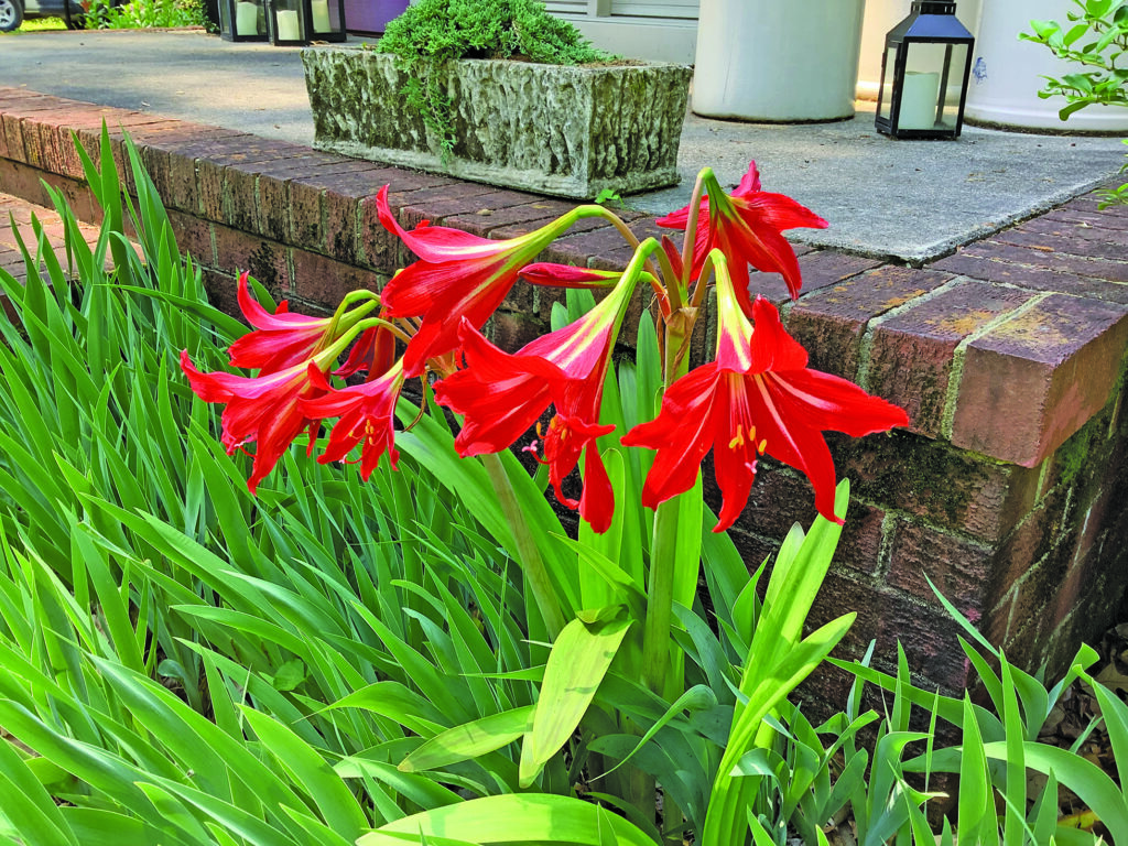 flower frame Swamp Lily