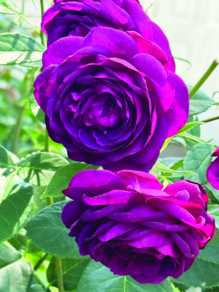 flower hare Rose Celestial Night