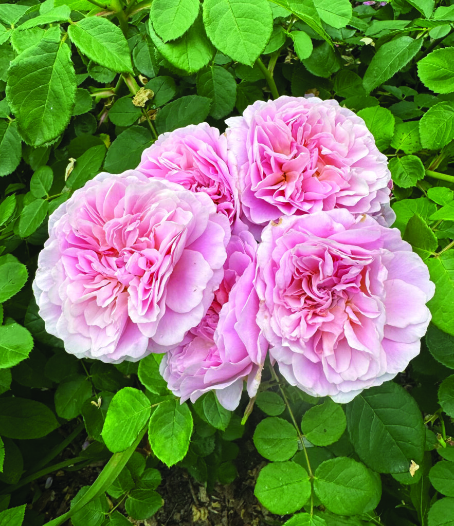 flower hare Rose Eustacia Vye