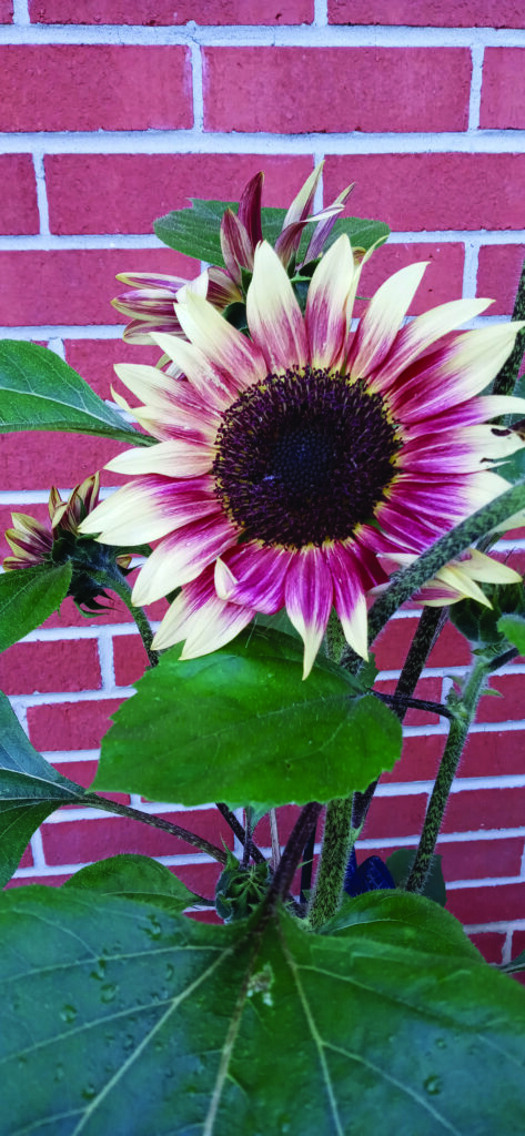 flower hudgins Volunteer Sun flower