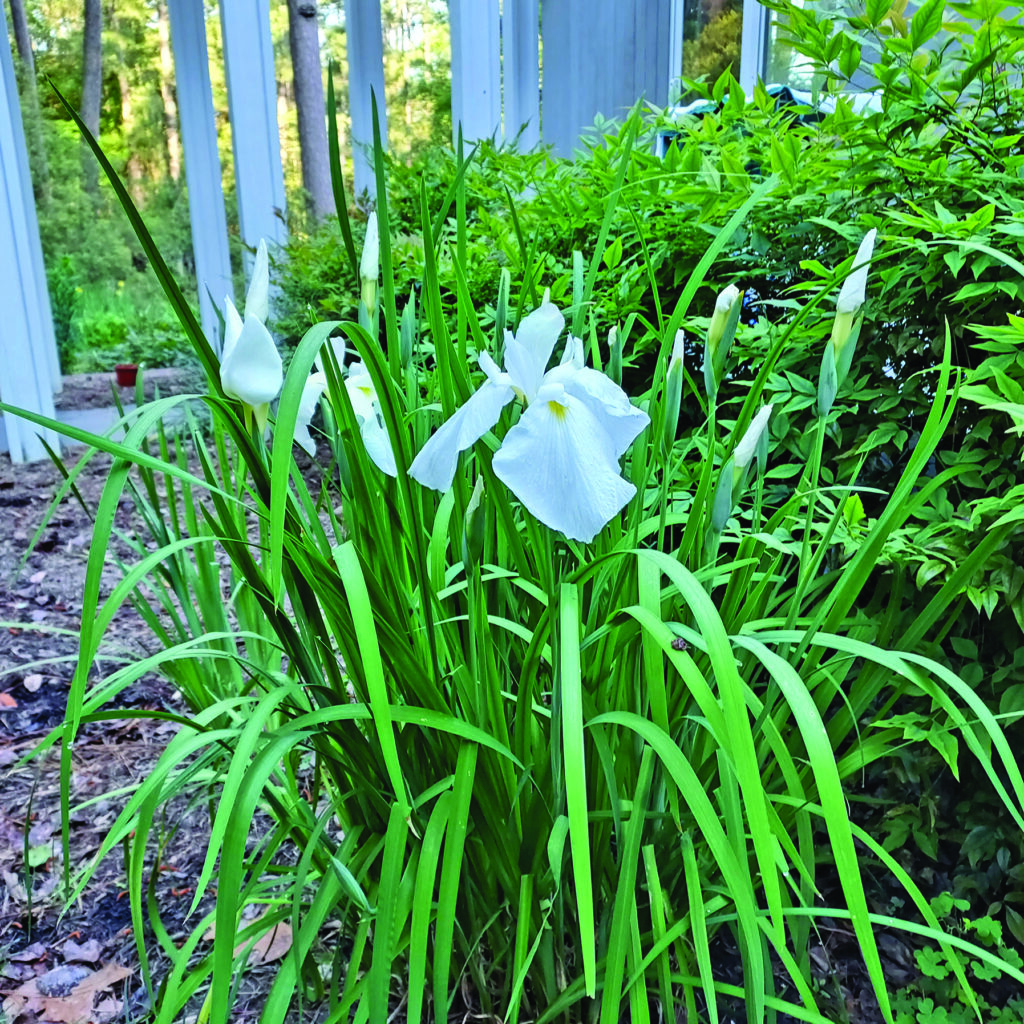flower lawson japanese iris