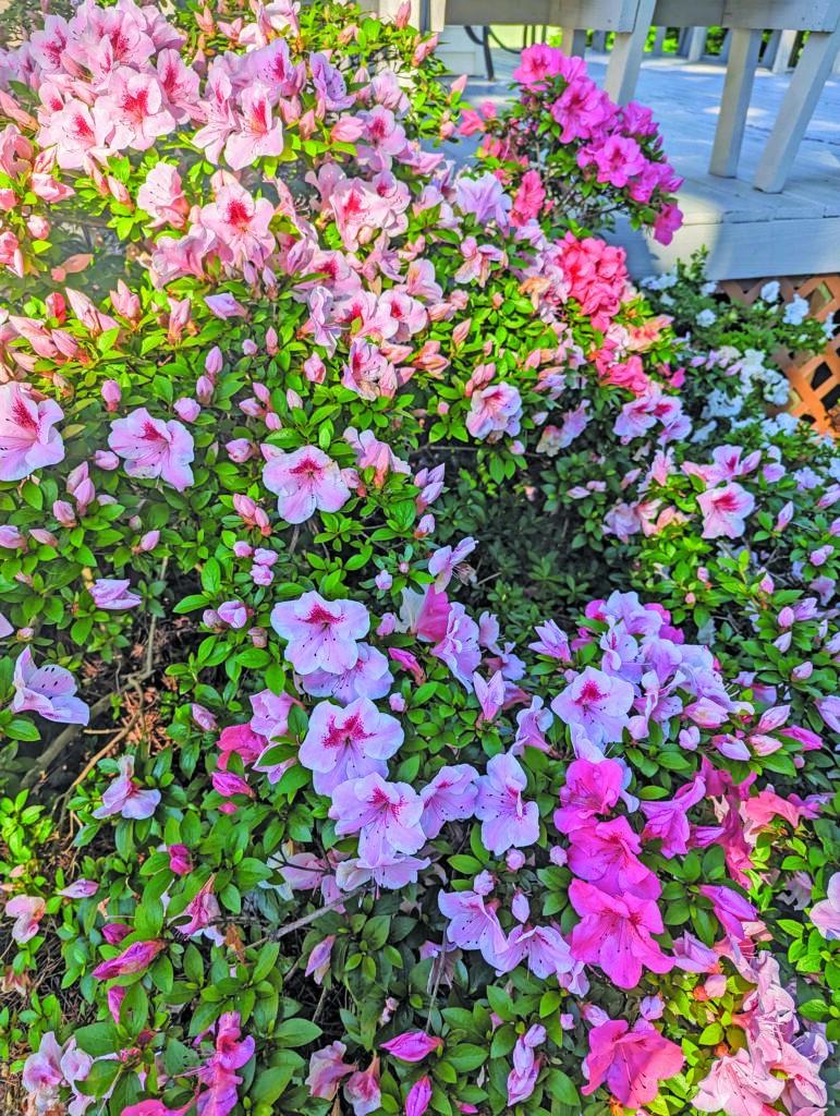 flower setterholm