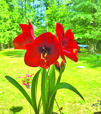 flower smallwood