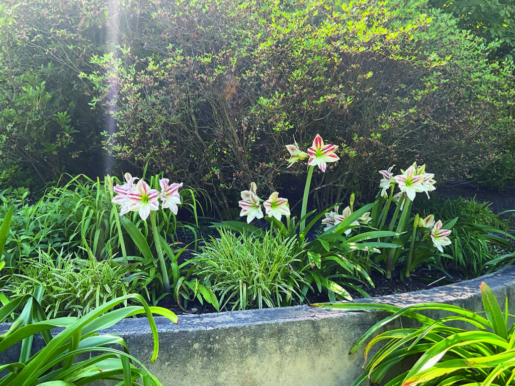 flower sorensen Beautiful Amaryllis