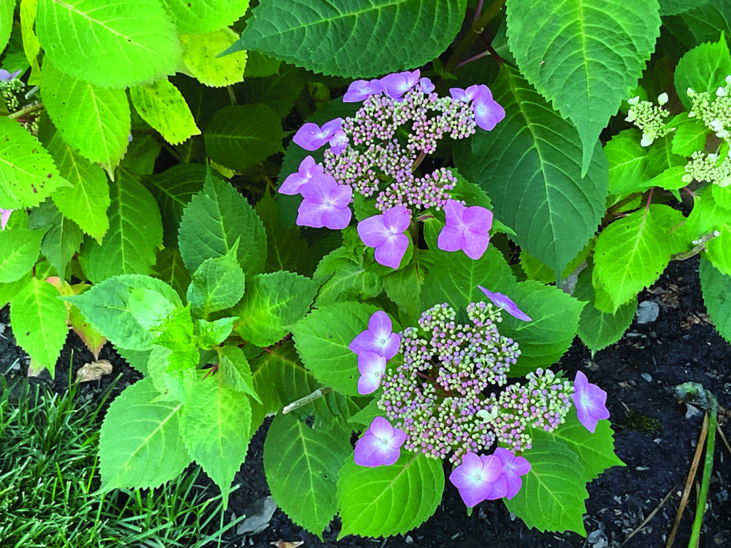 flower sorensen Lace cap hydrangeas