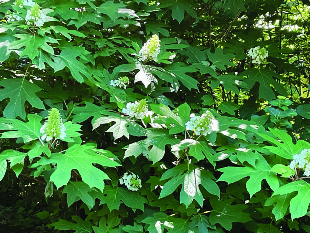 flower sorensen Oakleaf hydrangeas