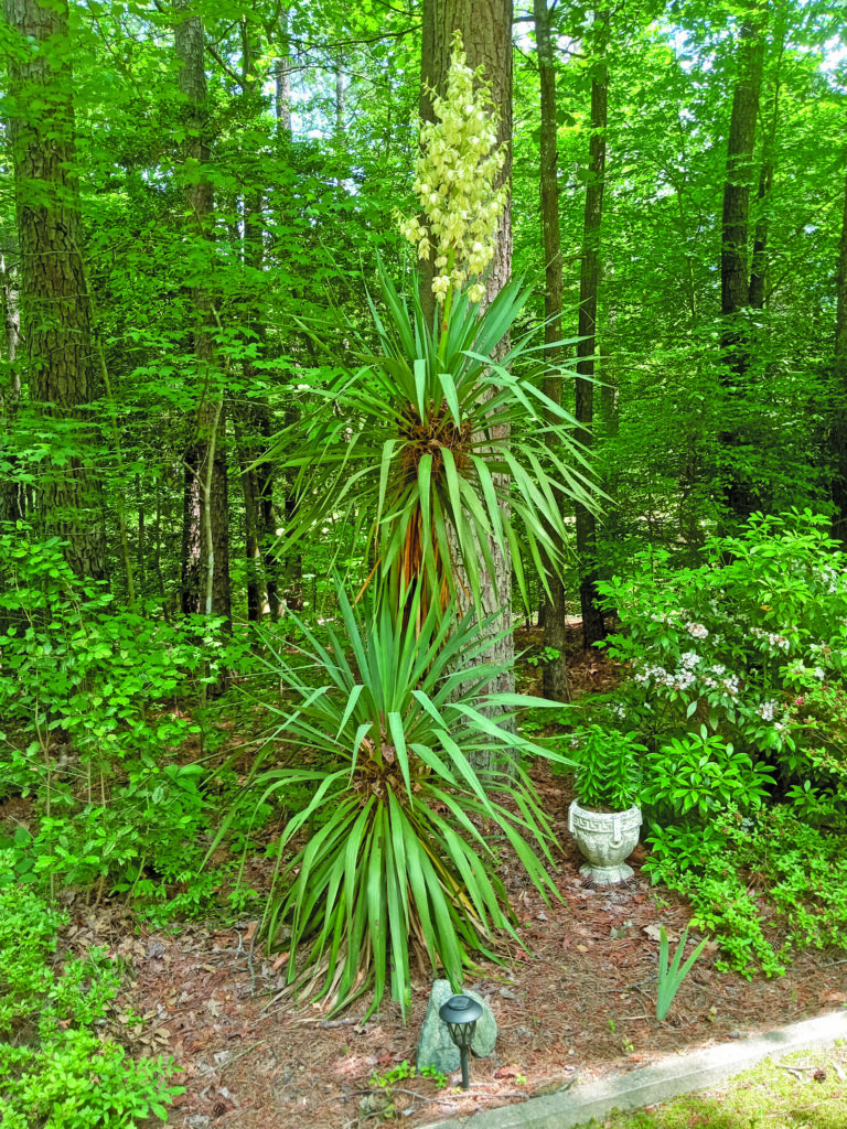 flower walton (2)