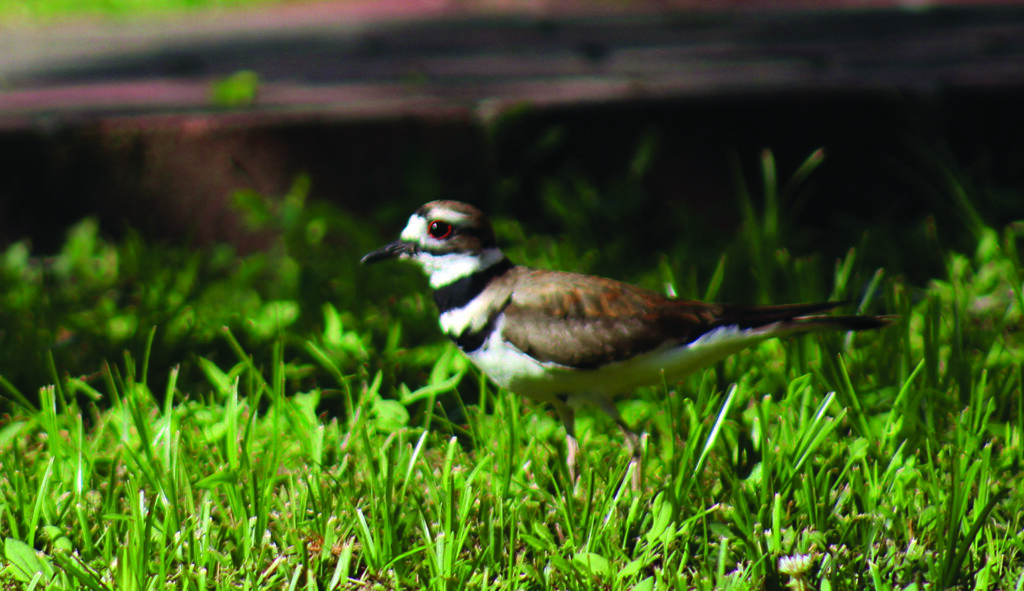 community gazette bird