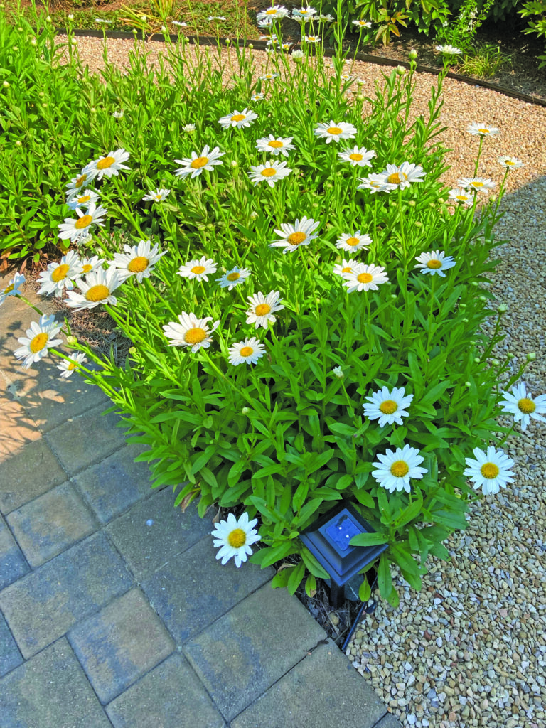 flower crum daisies