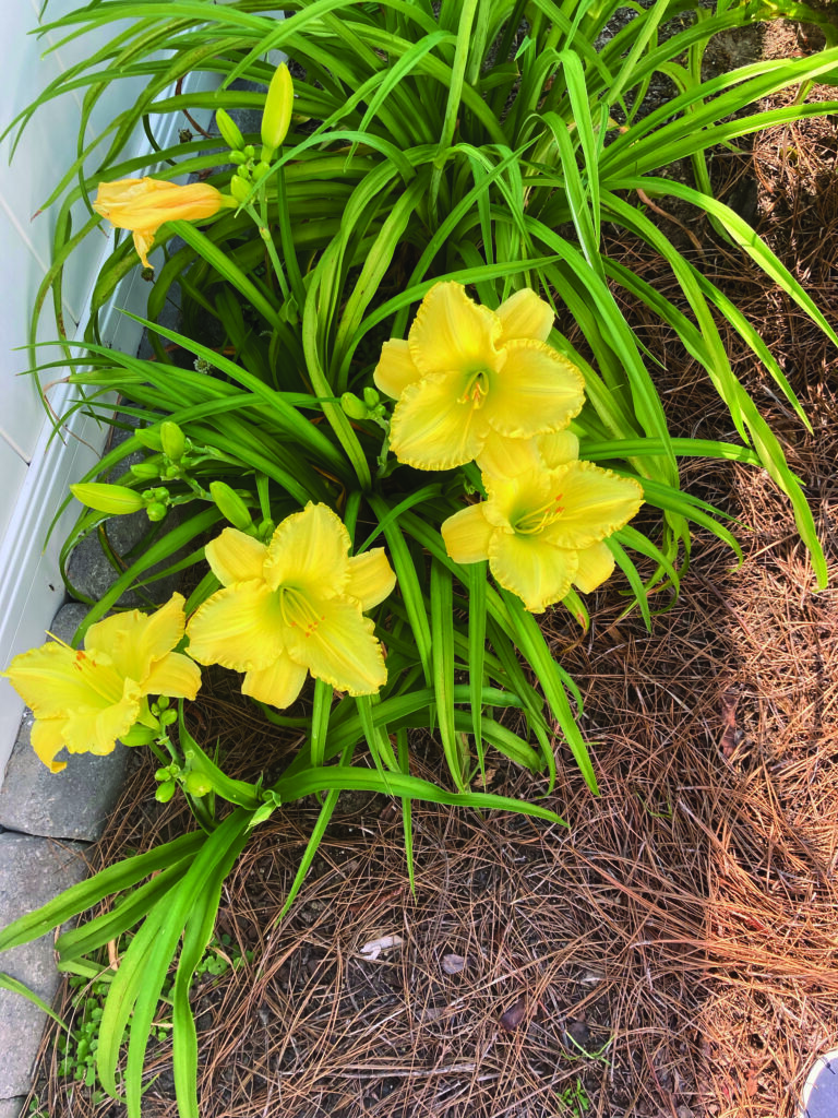 flower crum daylilies 1