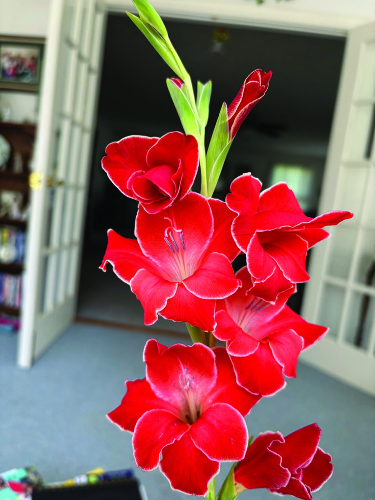 flower dalgety Gladiola