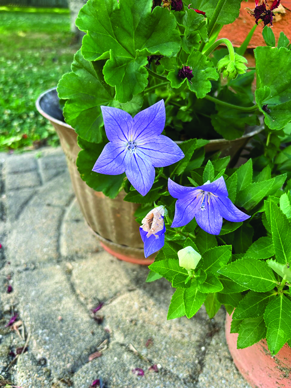 flower dalgety balloon flower