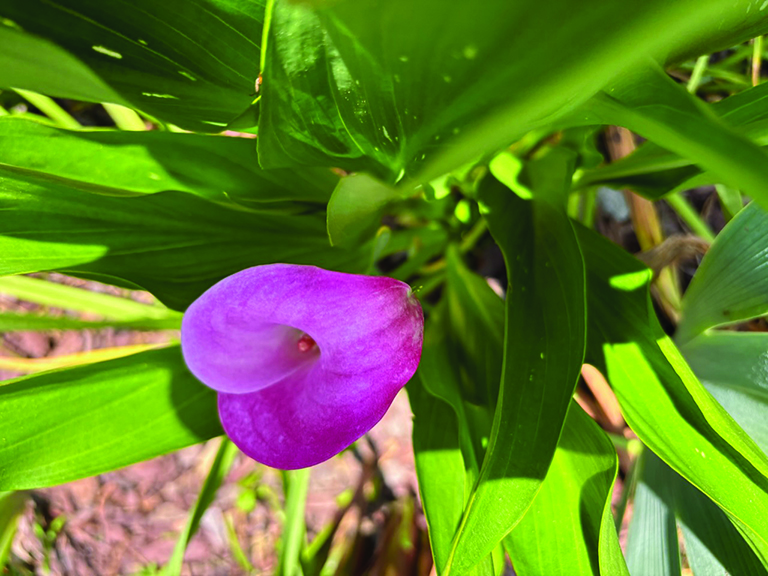 flower dalgety calla lily 1