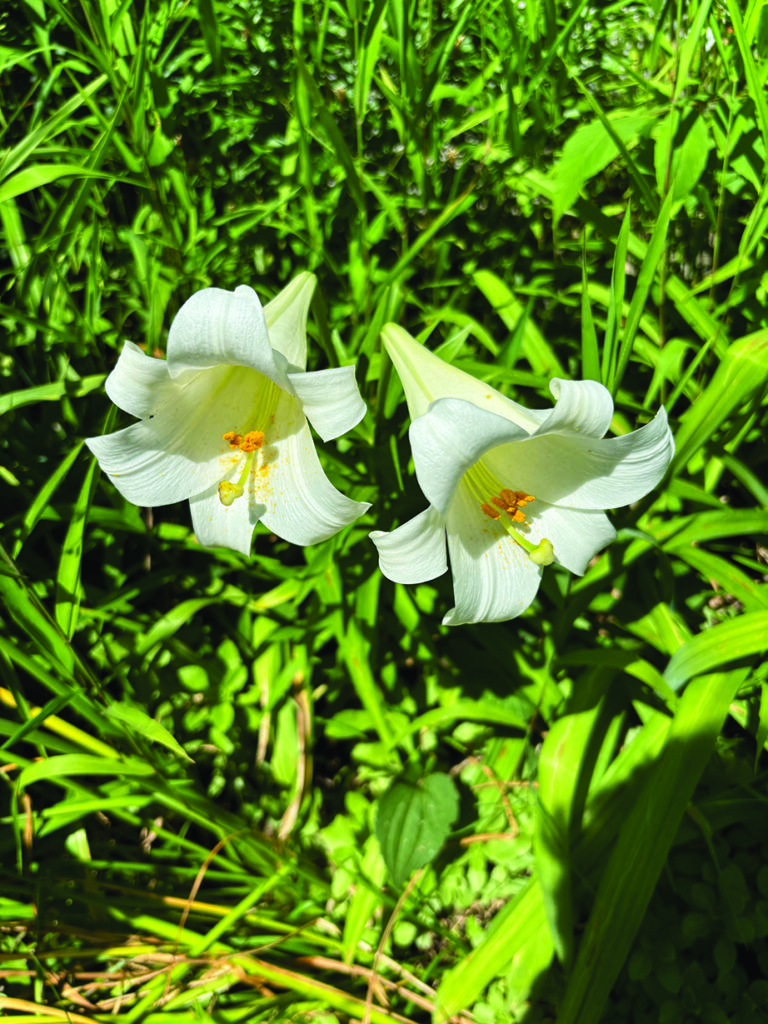 flower dalgety easter lily