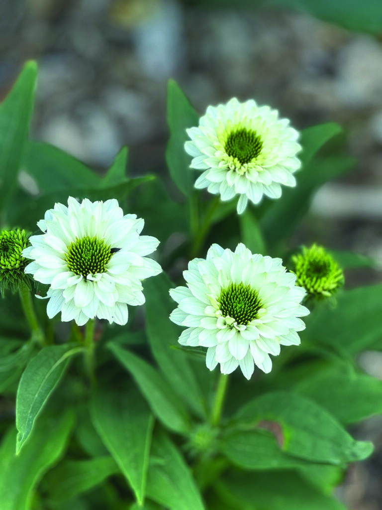 flower hare Coneflowers