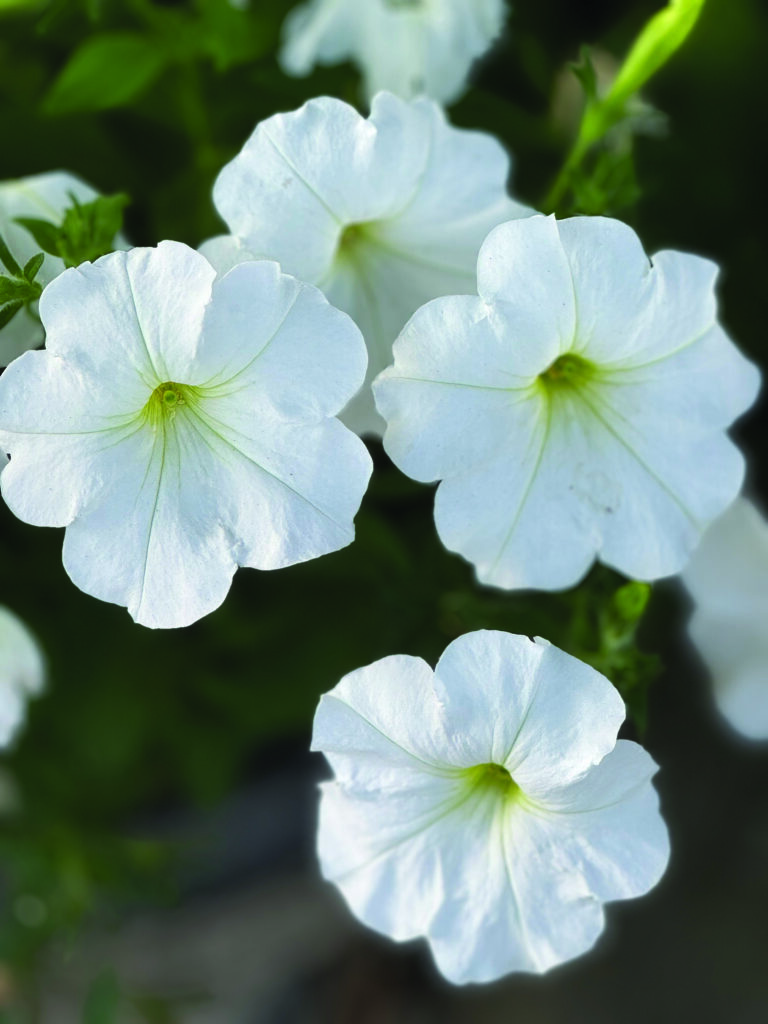 flower hare Petunias
