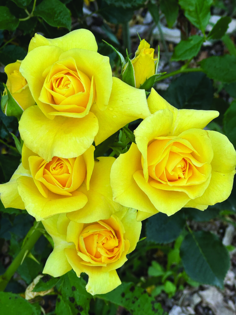 flower hare Rose Sunsprite