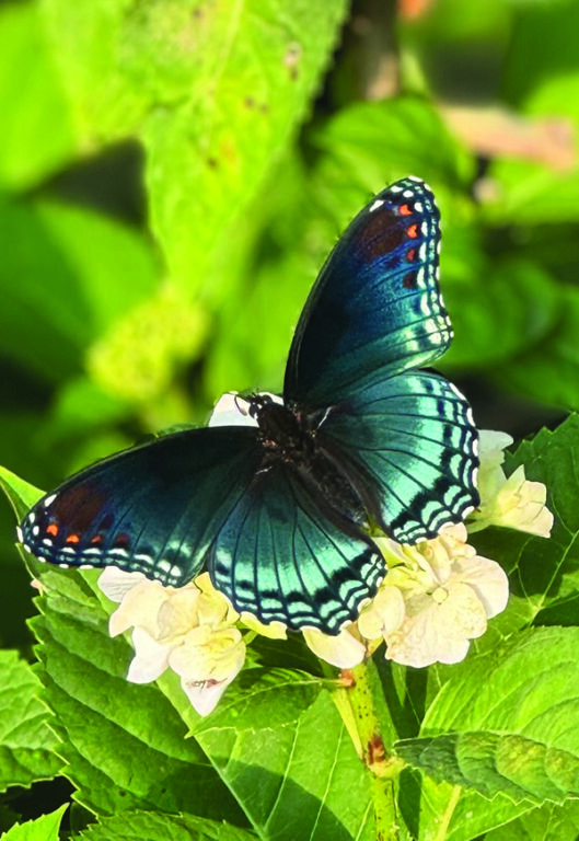 flower hare butterfly
