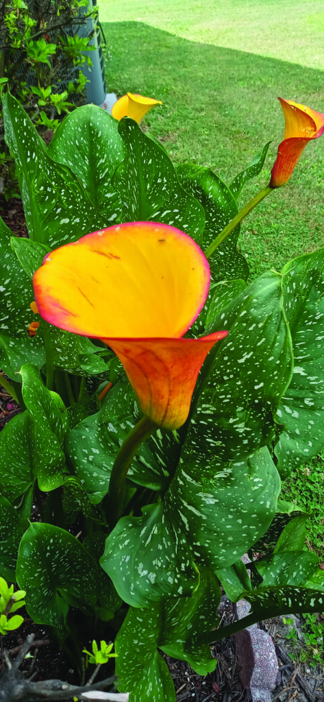 flower hudgins Calla Lillies