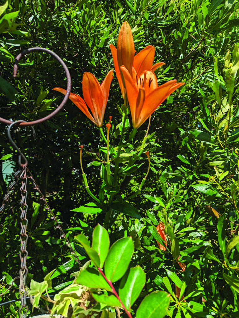 flower jagger 6 foot lily