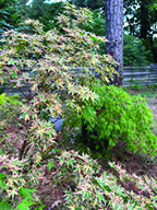 flower lambert Japanese ‘Beni Shichihenge’ and ‘Waterfall”