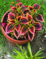 flower lambert coleus