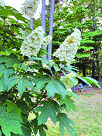 flower lambert hydrangea