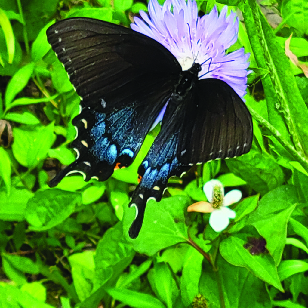 flower moller another pollinator