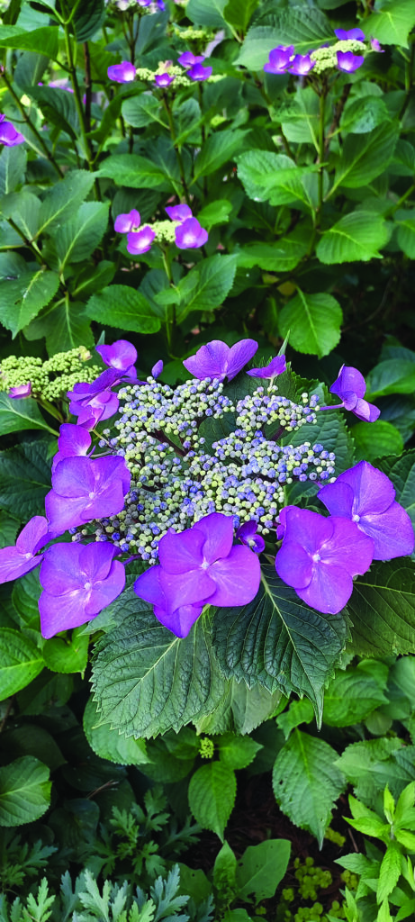 flower neal Lacecap Hydrangea