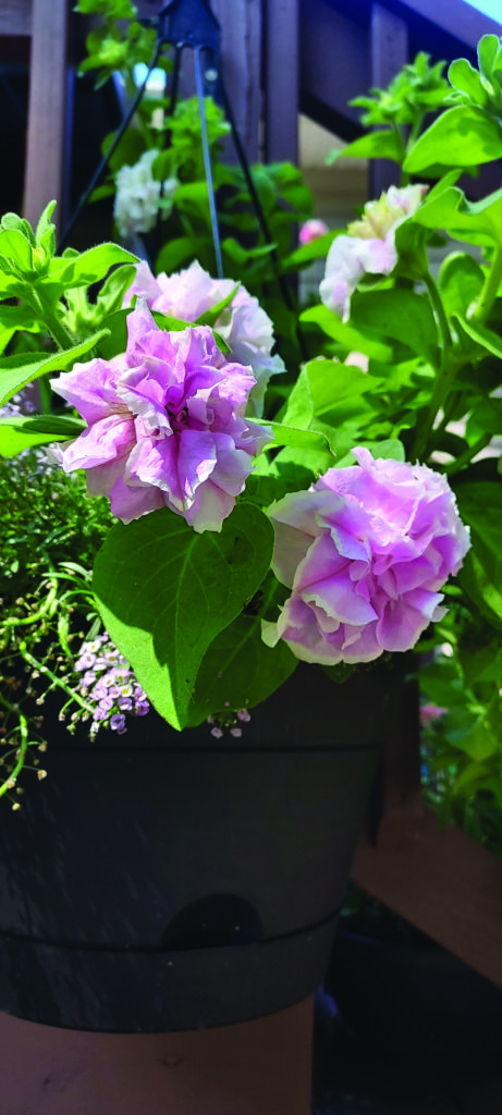 flower neal Orchid Mist Petunia