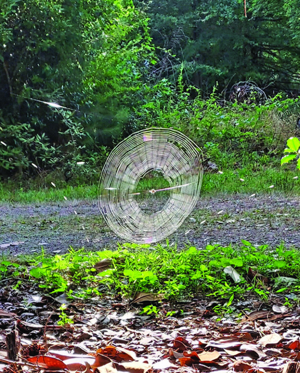 flower reed tom pinou spiderweb