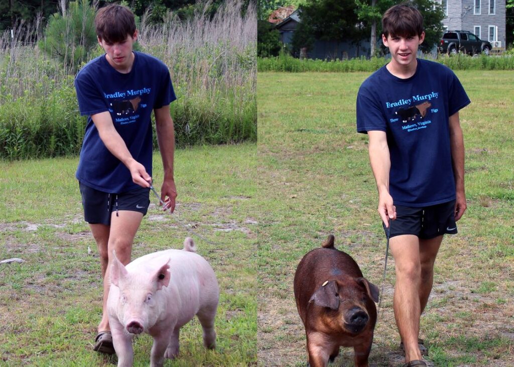 mathews murphy show pigs