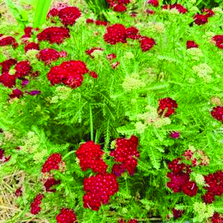 community horticultural therapy 2