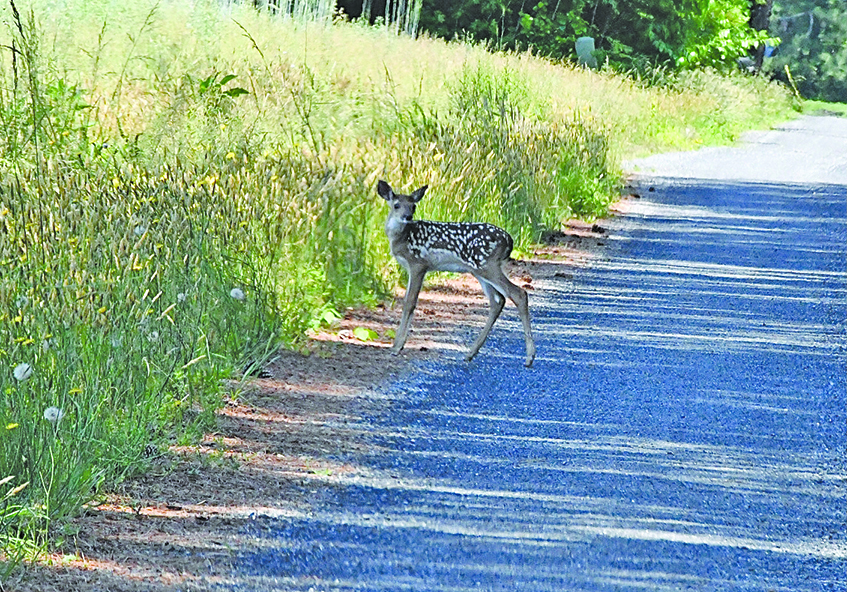 deer chillemi