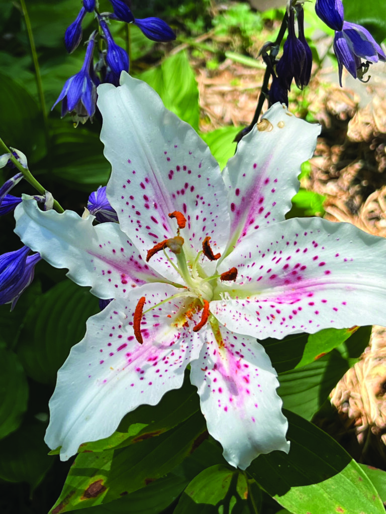 flower borja (1)