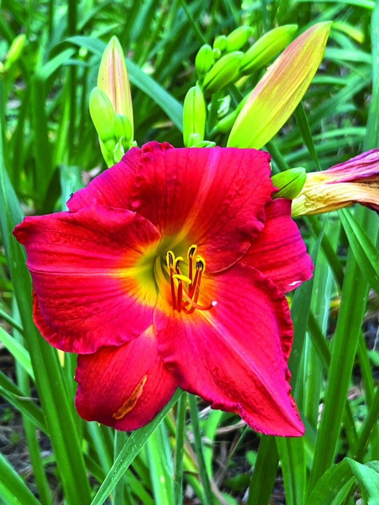 flower borja (2)