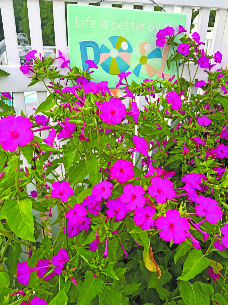 flower bunting four o'clocks