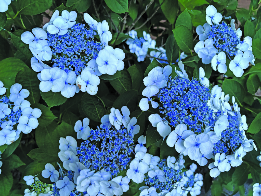 flower bunting hydrangea
