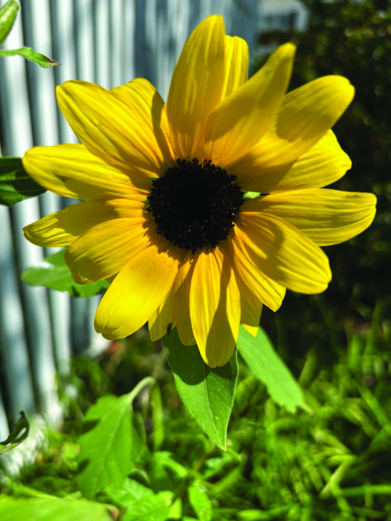 flower bunting sunflower