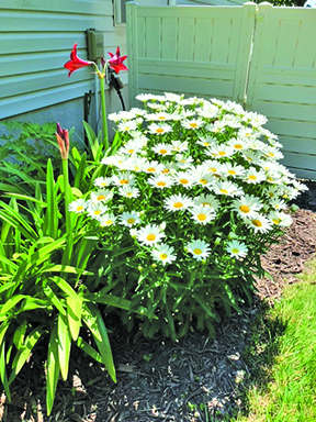 flower clark