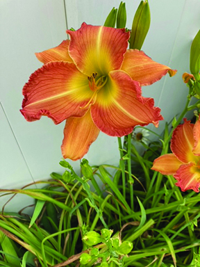 flower crum Daylillies Orange Yellow 6-2024